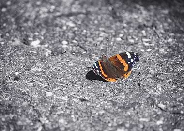 Beauty in all Places – Wildlife Wisdoms