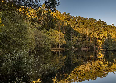 Lake Reflection in Forest