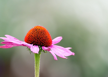 Echinacea Flower Close-Up