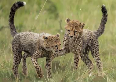 Cheetah Cubs Playing in the Grass