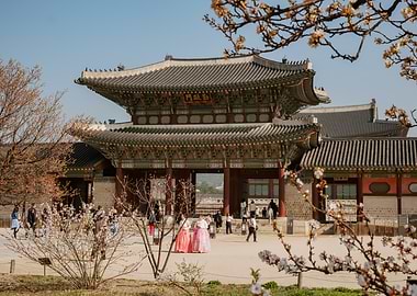Cherry Blossoms at Gyeongbokgung Palace in Seoul, South Korea
