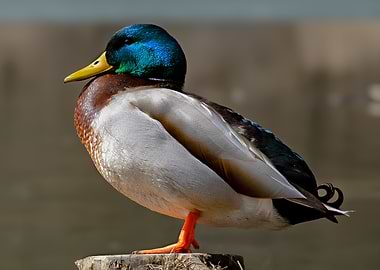 Mallard Duck Portrait