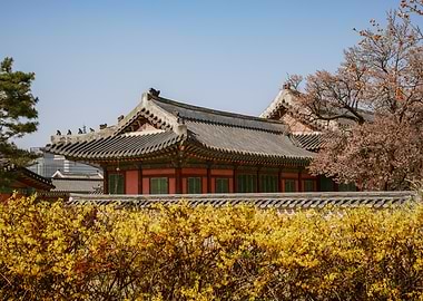 Korean Cherry Blossom Temple in Seoul, South Korea