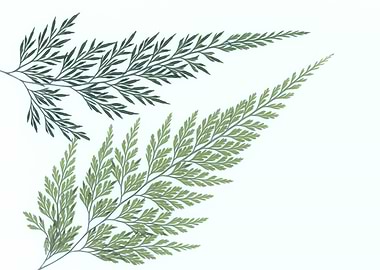 Fern Fronds on White Background