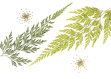 Pressed Ferns and Flowers on White