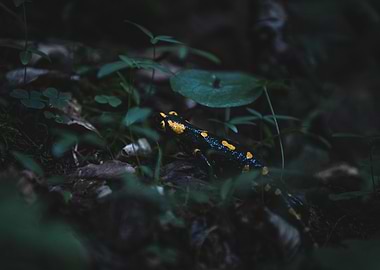 Fire Salamander in Forest