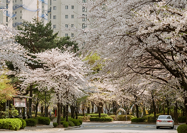 Cherry Blossoms road in Urban Seoul, South Korea