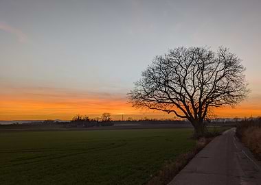 Urmitzer Werth, Sunset Tree Silhouette Landscape