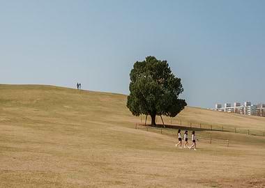 Olympic Park Tree in Seoul, South Korea