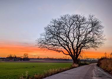 Sunset Tree Silhouette on Country Road