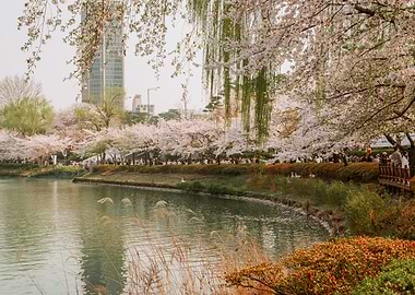 Cherry Blossom Lake in Seoul, South Korea