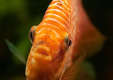 Close-up of an Orange Discus Fish