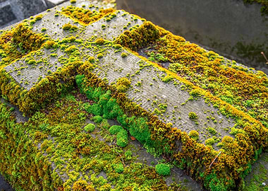 Mossy Stone Steps