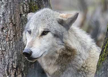 Gray Wolf Portrait