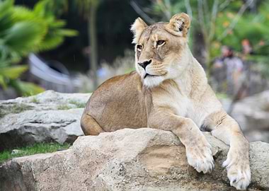 Lioness Resting on Rock