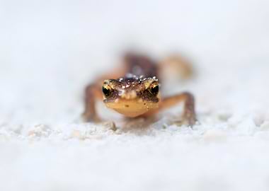 Close-up of a small brown frog