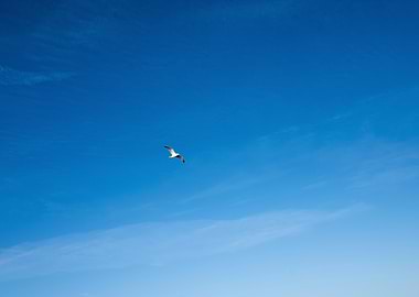 Seagull Flying in Blue Sky