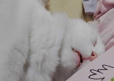 Sleeping White Cat Portrait