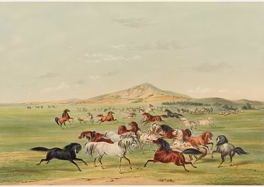 Wild Horses Running Across the Plains