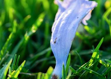 Flower petal with insect on grass