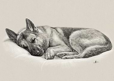 Sleeping German Shepherd Pencil Drawing