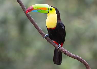 Keel-Billed Toucan Perched on Branch