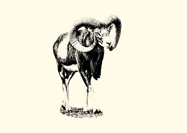 Mouflon Ram Illustration