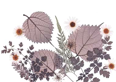 Dried Flowers and Leaves Arrangement