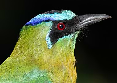 Colorful Motmot Portrait