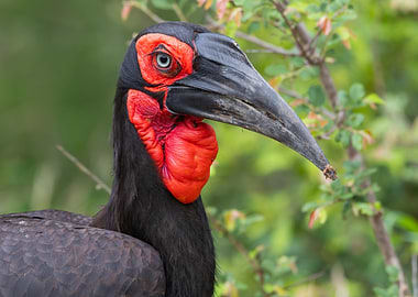 Ground Hornbill Portrait