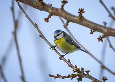 Blue Tit Bird on Branch