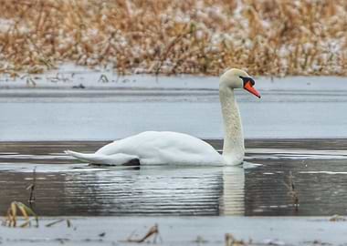 Swan on Water in Winter