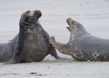Grey Seal Mating Fight