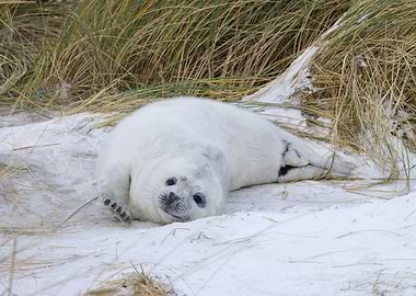 Cute Seal Pup in the Snow