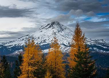Snowy Mountain with Golden Trees