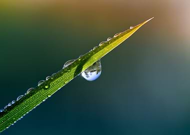 Dew Drops on a Blade of Grass