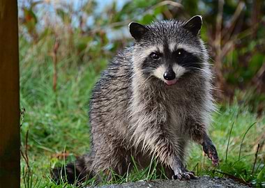 Raccoon Portrait with Tongue Out
