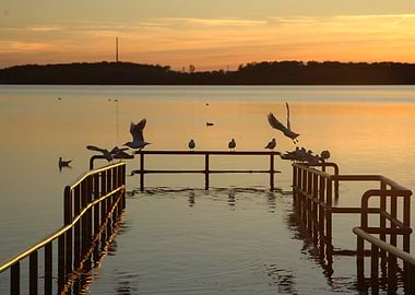 Seagulls on Pier at Sunset