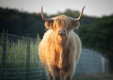 Highland Cow Portrait in Golden Light