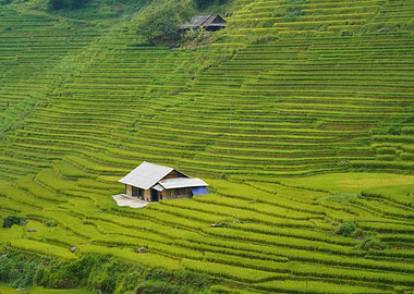 Rice Terraces with Houses in Vietnam