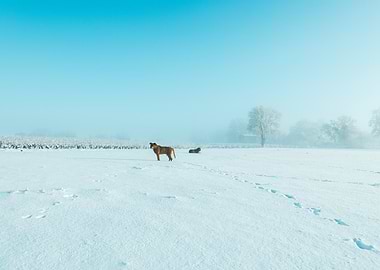 Chiens dans un champ de neige