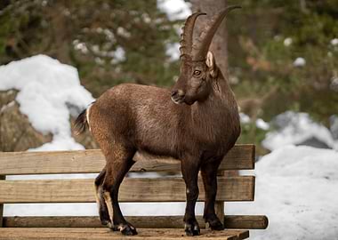Alpine Ibex on a Wooden Bench