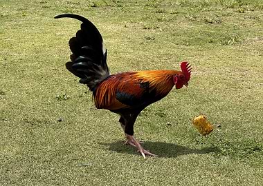 Rooster with Corn on Green Grass