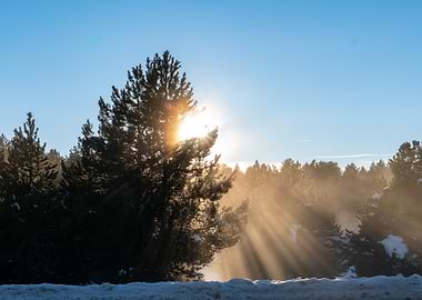 Sunlit Winter Forest Landscape