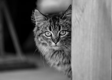 Black and White Cat Portrait