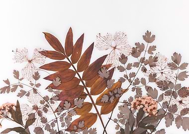 Dried Floral Arrangement on White Background