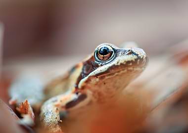 Close-up of a Brown Frog