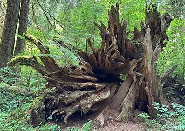 Fallen Tree in Lush Green Forest