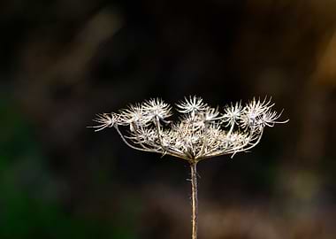 Dried Flower Head Close-Up