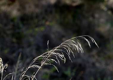 Whispering Grass